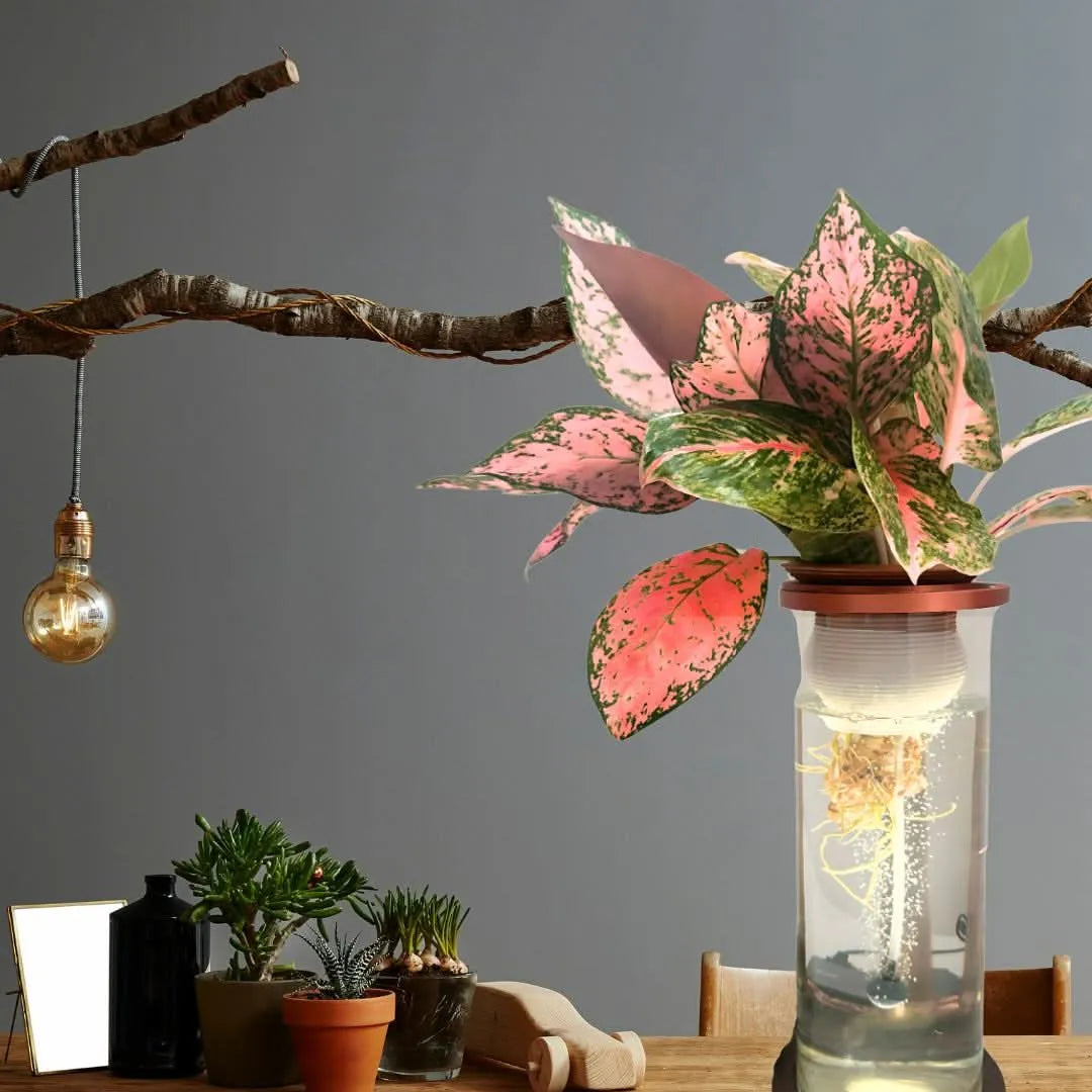 AcquaLum posizionato su tavolo in legno in ambiente moderno, con pianta da interno a foglie rosa-verdi in vaso idroponico trasparente illuminato a LED.