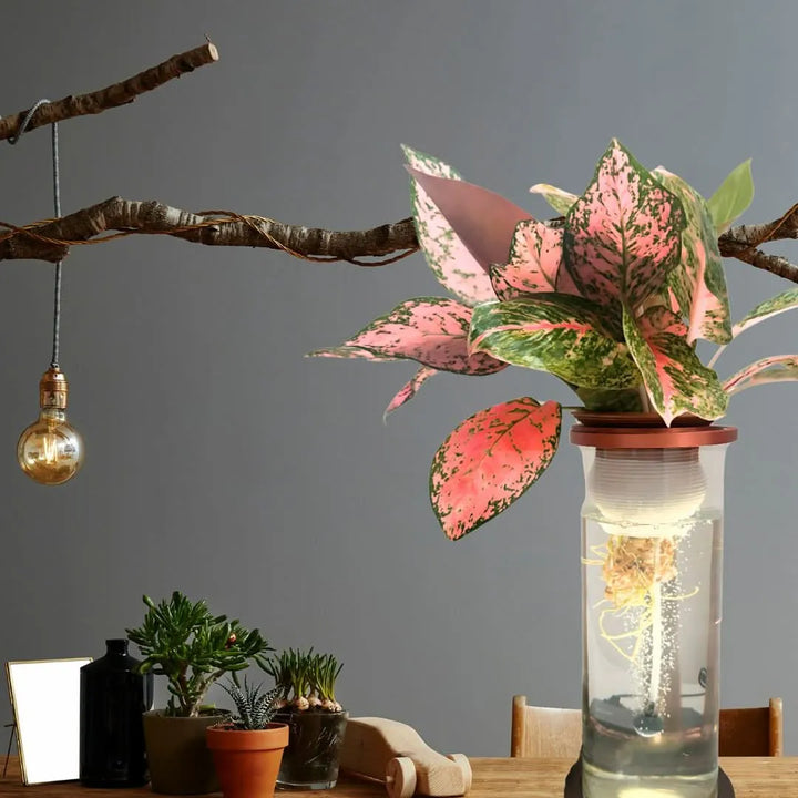 AcquaLum posizionato su tavolo in legno in ambiente moderno, con pianta da interno a foglie rosa-verdi in vaso idroponico trasparente illuminato a LED.