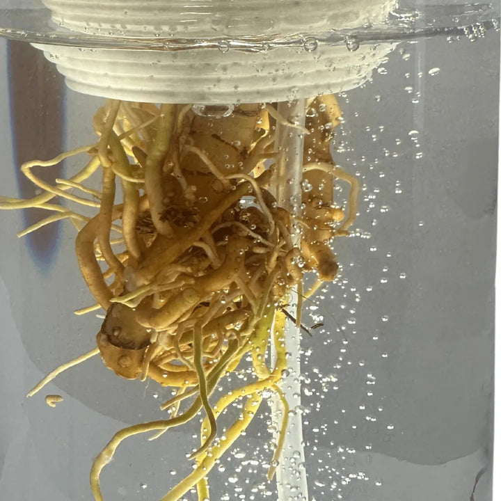 Radici di Aglaonema immerse in acqua ossigenata all'interno del sistema AcquaLum, dettaglio del processo di idrocultura sostenibile.