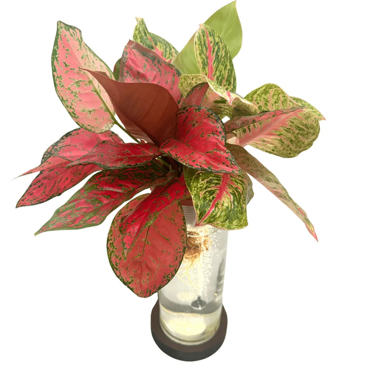 Vista dall’alto di AcquaLum, pianta da interno con foglie rosse e verdi in vaso trasparente con illuminazione LED e sistema idroponico.