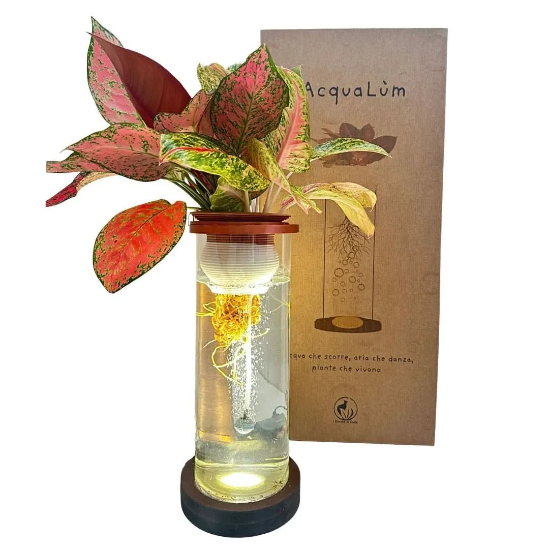 AcquaLum con Aglaonema rosa in vaso cilindrico trasparente con base in legno, luce LED e sistema idroponico ossigenato, confezione in cartone eco-friendly sullo sfondo.