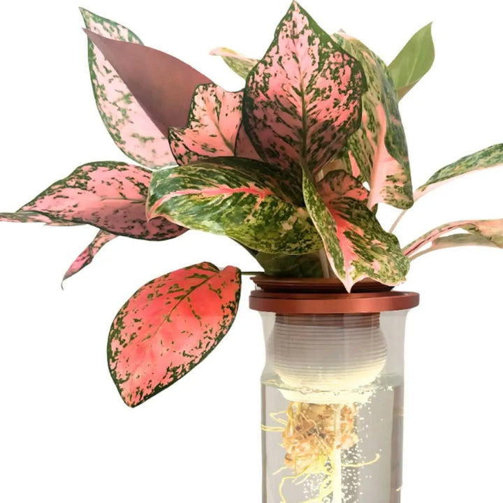 Pianta da interno Aglaonema in vaso cilindrico trasparente AcquaLum con radici visibili in acqua ossigenata, illuminazione LED e supporto rame.