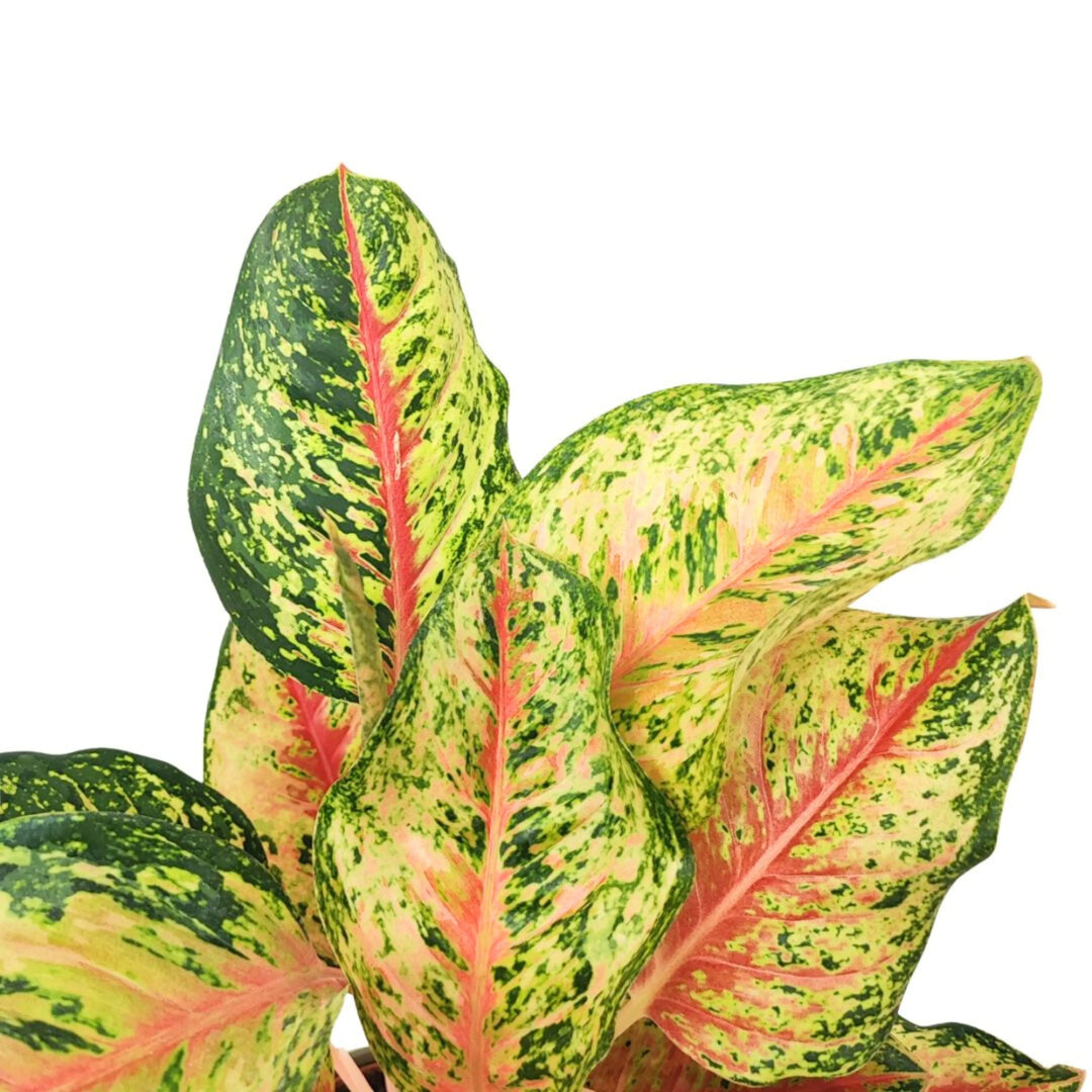 Dettaglio ravvicinato delle foglie di Aglaonema 10 Karat – Texture variegata e colori vivaci per decorazione indoor