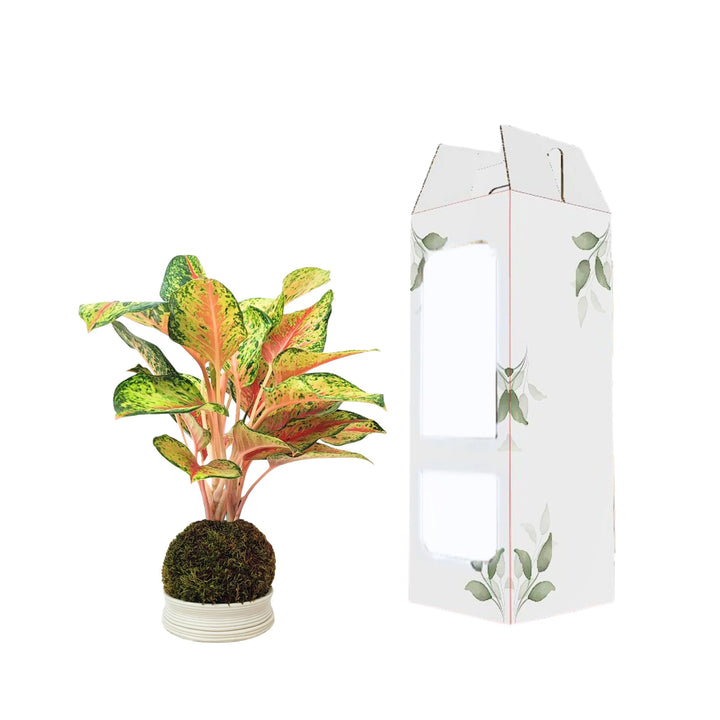 Aglaonema 10 Karat in kokedama con confezione regalo a vista, ideale per regalo green elegante