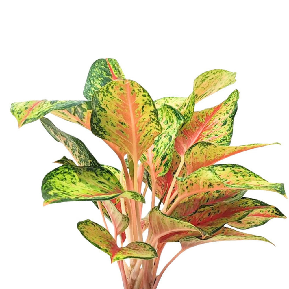 Dettaglio ravvicinato delle foglie di Aglaonema 10 Karat in kokedama, con sfumature verdi e rosa intenso