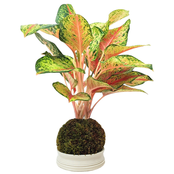 Aglaonema 10 Karat in kokedama con fogliame variegato verde e rosa, presentata su piattino bianco decorativo