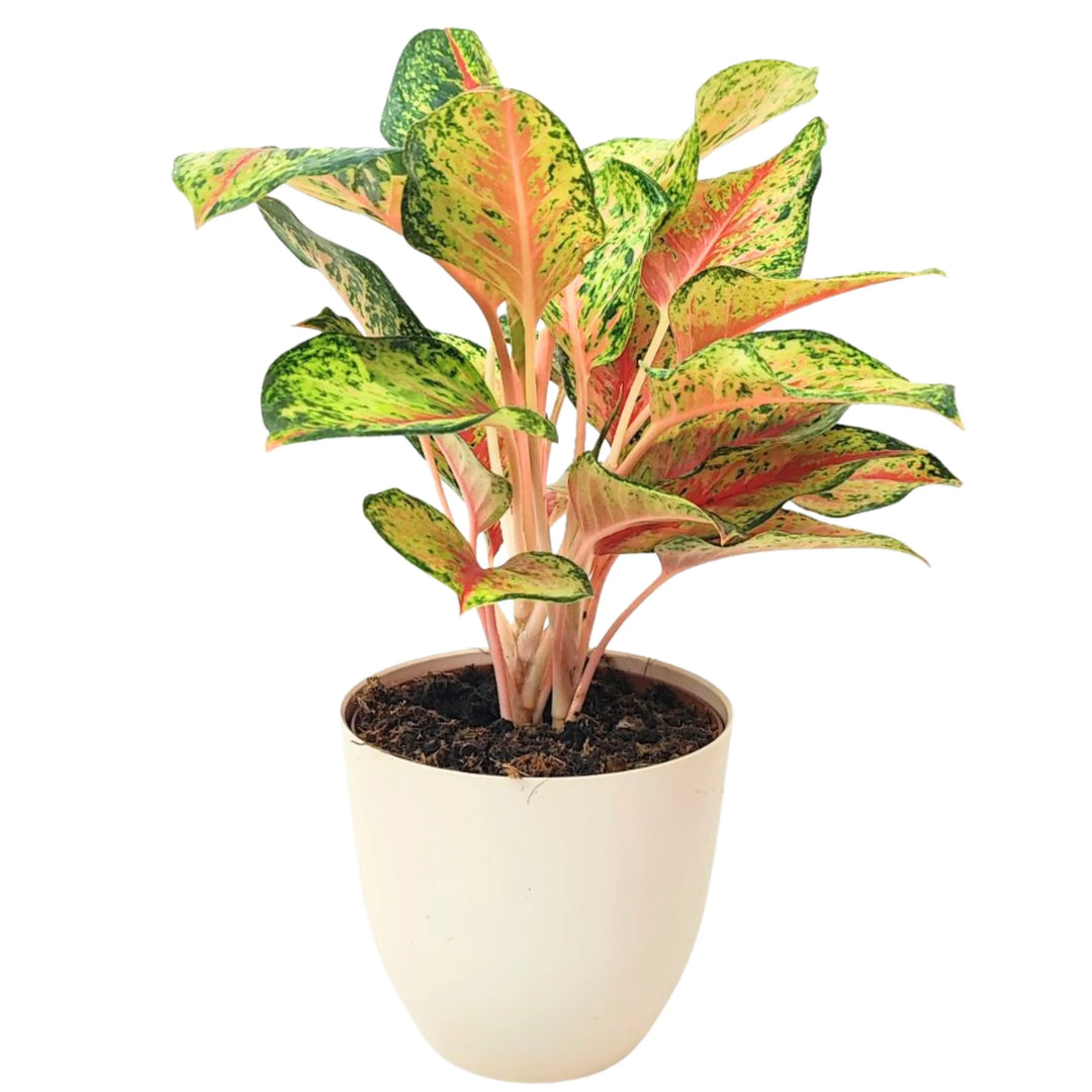 Aglaonema 10 Karat in vaso bianco – Pianta tropicale da interno con foglie variegate verde e rosa brillante