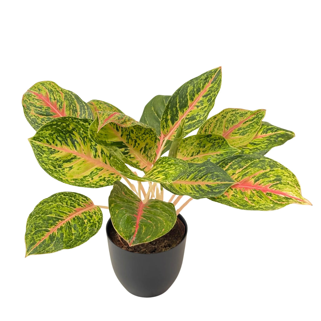 Aglaonema 10 Karat in vaso nero, pianta da interno con foglie variegate verde, rosa e giallo, ideale per arredare ambienti moderni con un tocco tropicale