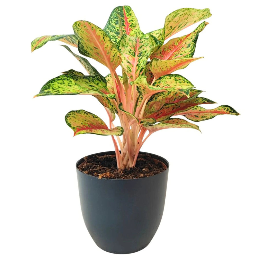 Pianta Aglaonema 10 Karat in vaso nero – Foliage decorativo con sfumature rosa acceso e verdi marmorizzate