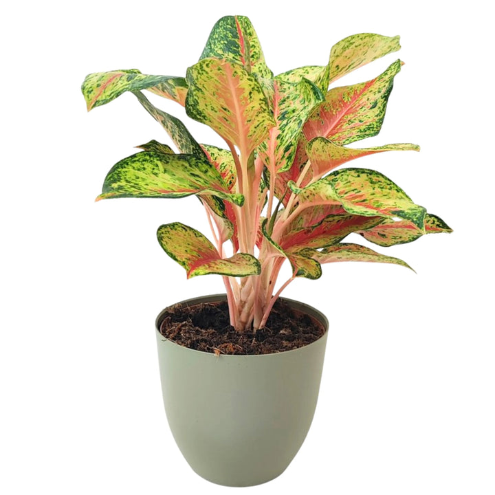 Aglaonema 10 Karat in vaso verde rosmarino – Elegante pianta ornamentale con foglie maculate rosa e verdi