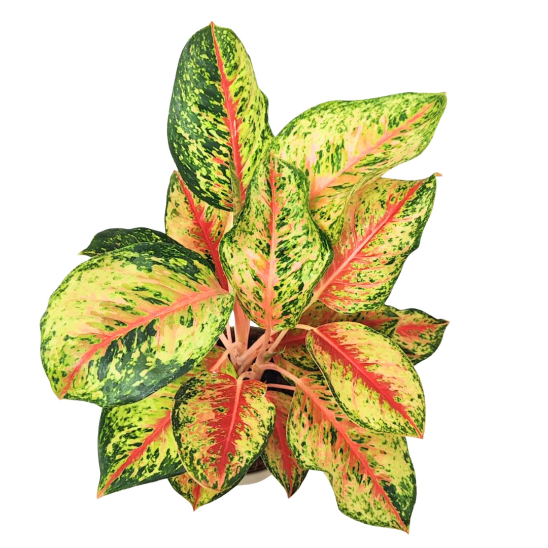 Vista dall’alto di Aglaonema 10 Karat – Foglie ampie con venature rosa e verde intenso, perfetta per interni luminosi