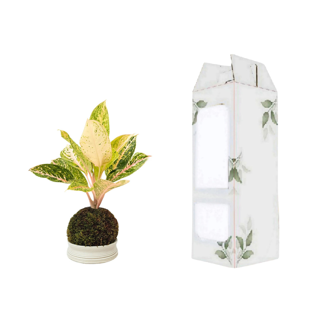 Aglaonema 30 Million in kokedama con confezione regalo decorata, ideale come pianta da interno o per regali green.