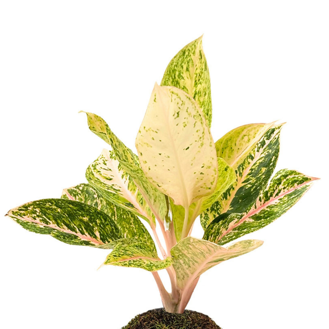 Dettaglio ravvicinato delle foglie variegate dell’Aglaonema 30 Million in kokedama, con tonalità crema, rosa e verde brillante.