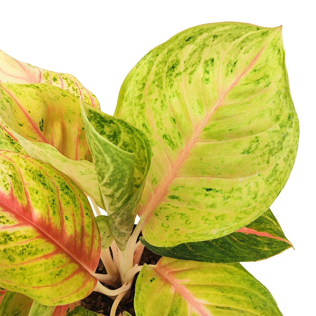 Dettaglio ravvicinato delle foglie di Aglaonema Dong Heng con variegature verdi, crema e rosa, texture elegante e brillante.