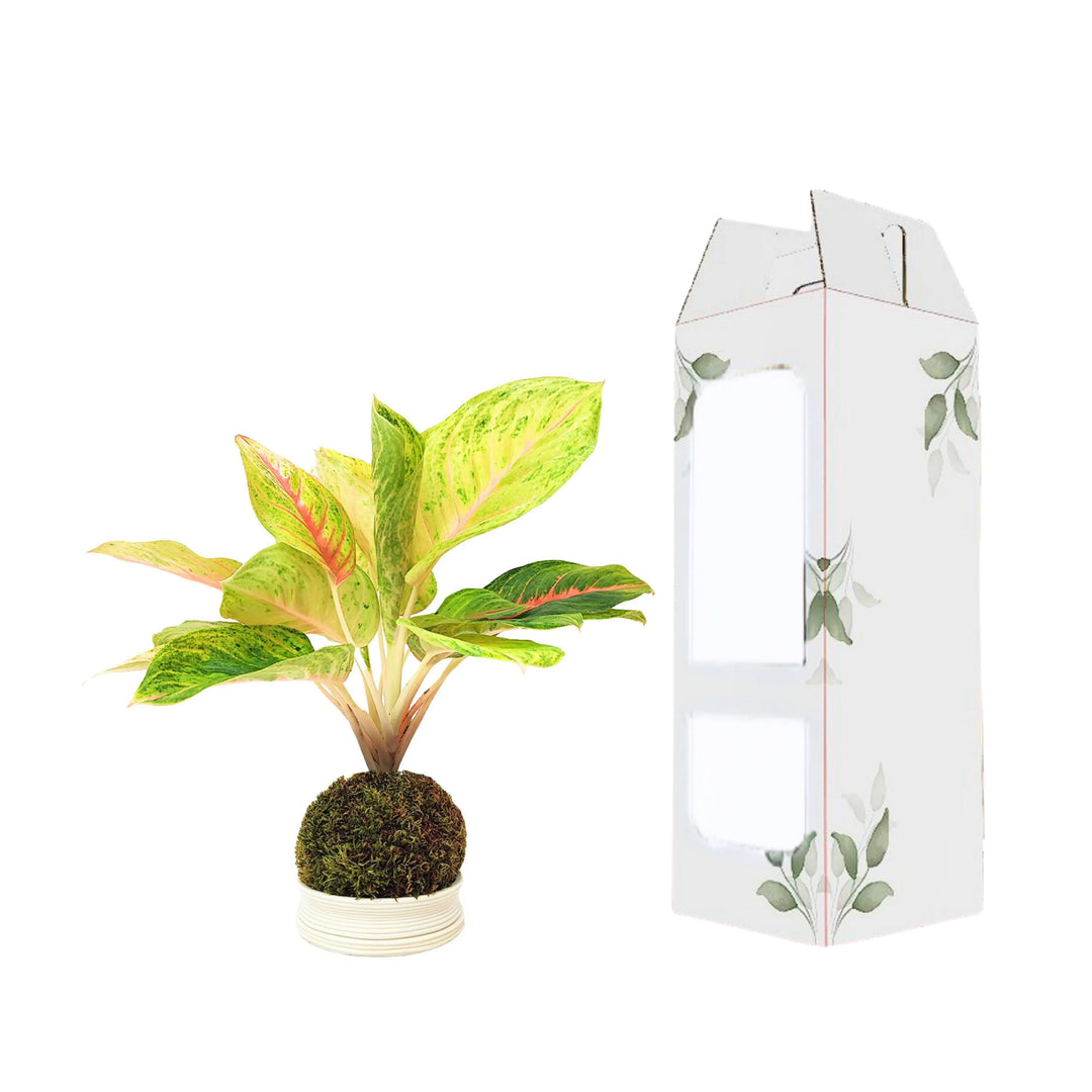 Aglaonema Dong Heng in kokedama con confezione regalo decorata, ideale come idea green da regalare