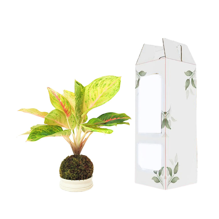 Aglaonema Dong Heng in kokedama con confezione regalo decorata, ideale come idea green da regalare
