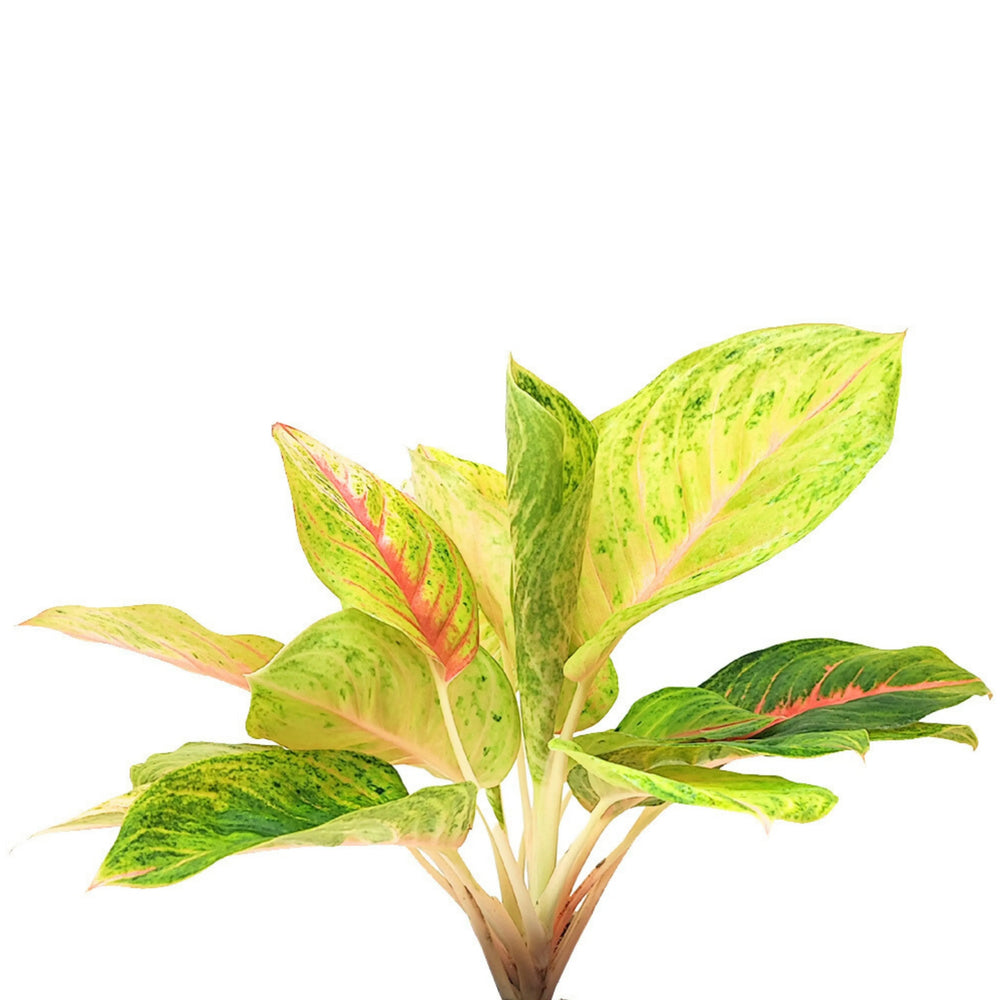 Dettaglio delle foglie variegate dell’Aglaonema Dong Heng in kokedama, con venature rosa e macchie verde lime