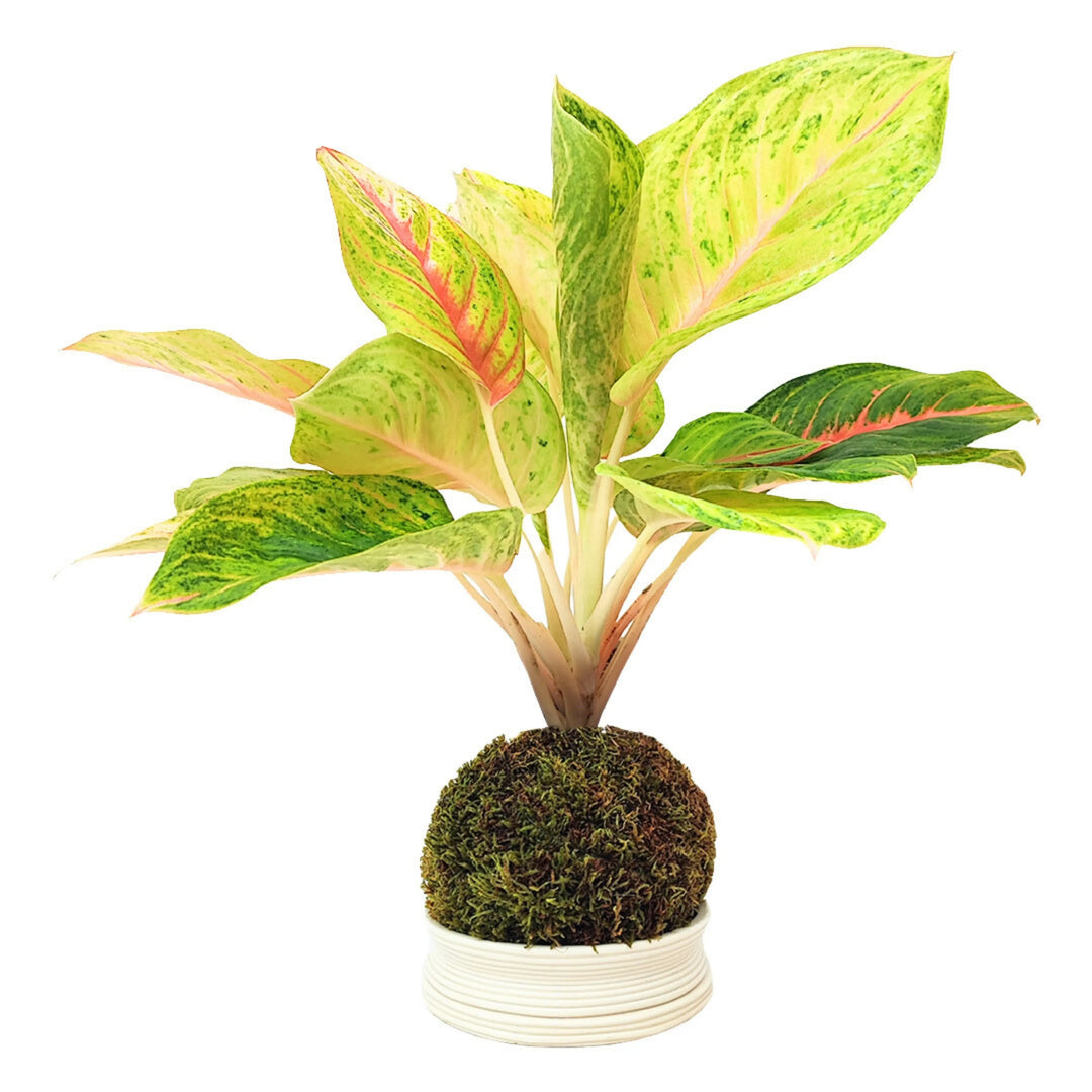 Aglaonema Dong Heng in kokedama con sottovaso bianco, pianta ornamentale dai toni rosa e verdi su sfondo bianco
