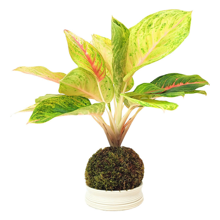 Aglaonema Dong Heng in kokedama con sottovaso bianco, pianta ornamentale dai toni rosa e verdi su sfondo bianco