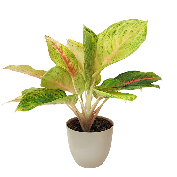 Aglaonema Dong Heng in vaso bianco, vista frontale, con foglie variegate verde chiaro, crema e rosa, ideale per arredamento indoor.