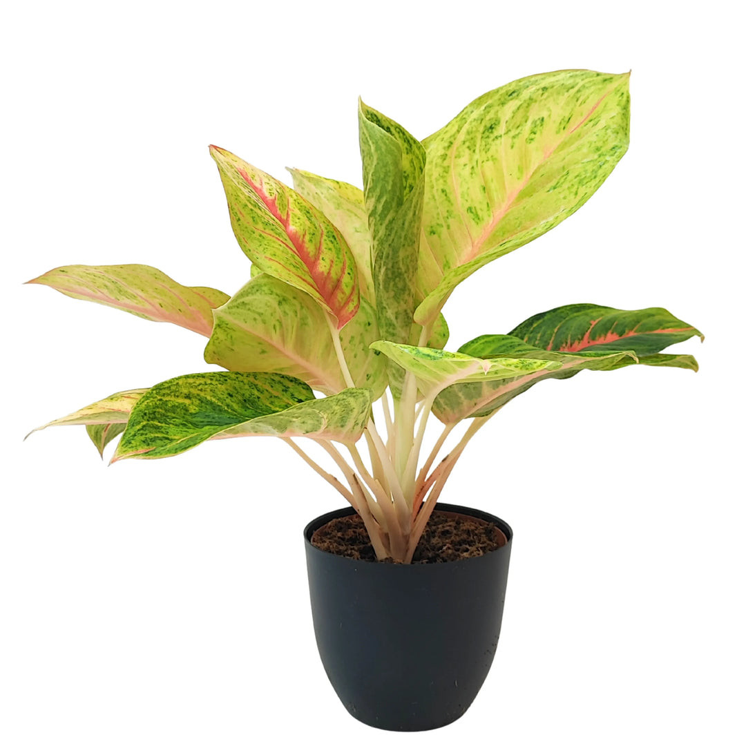 Aglaonema Dong Heng in vaso nero, vista laterale, con fogliame variegato verde chiaro, rosa e punte rosate.