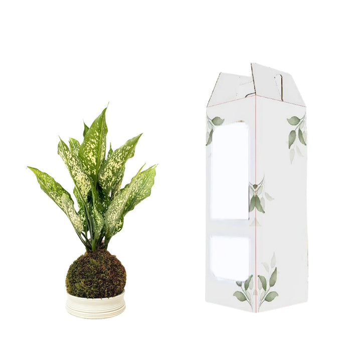 Aglaonema First Diamond in kokedama affiancata da scatola decorativa con finestre trasparenti, ideale per confezione regalo eco-friendly.