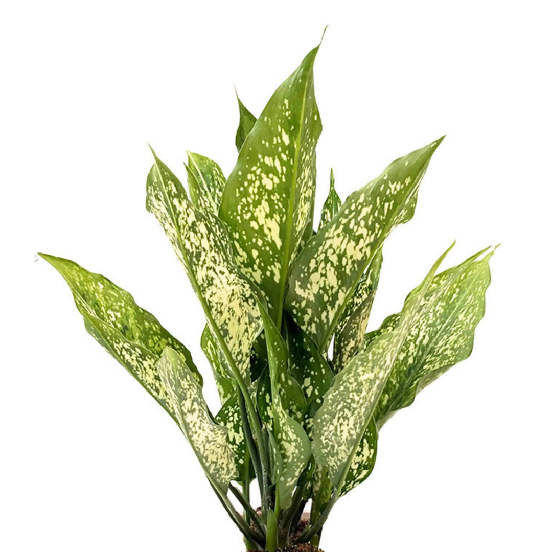 Dettaglio ravvicinato delle foglie variegate dell’Aglaonema First Diamond in kokedama, con pattern chiaro su sfondo verde brillante.