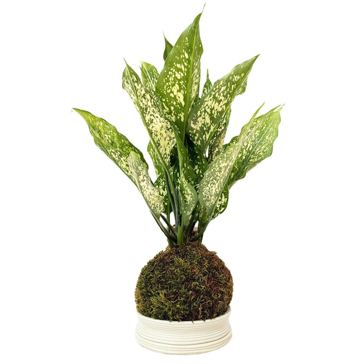 Pianta Aglaonema First Diamond in kokedama su base bianca, con foglie verde intenso punteggiate di crema, vista frontale su sfondo bianco.