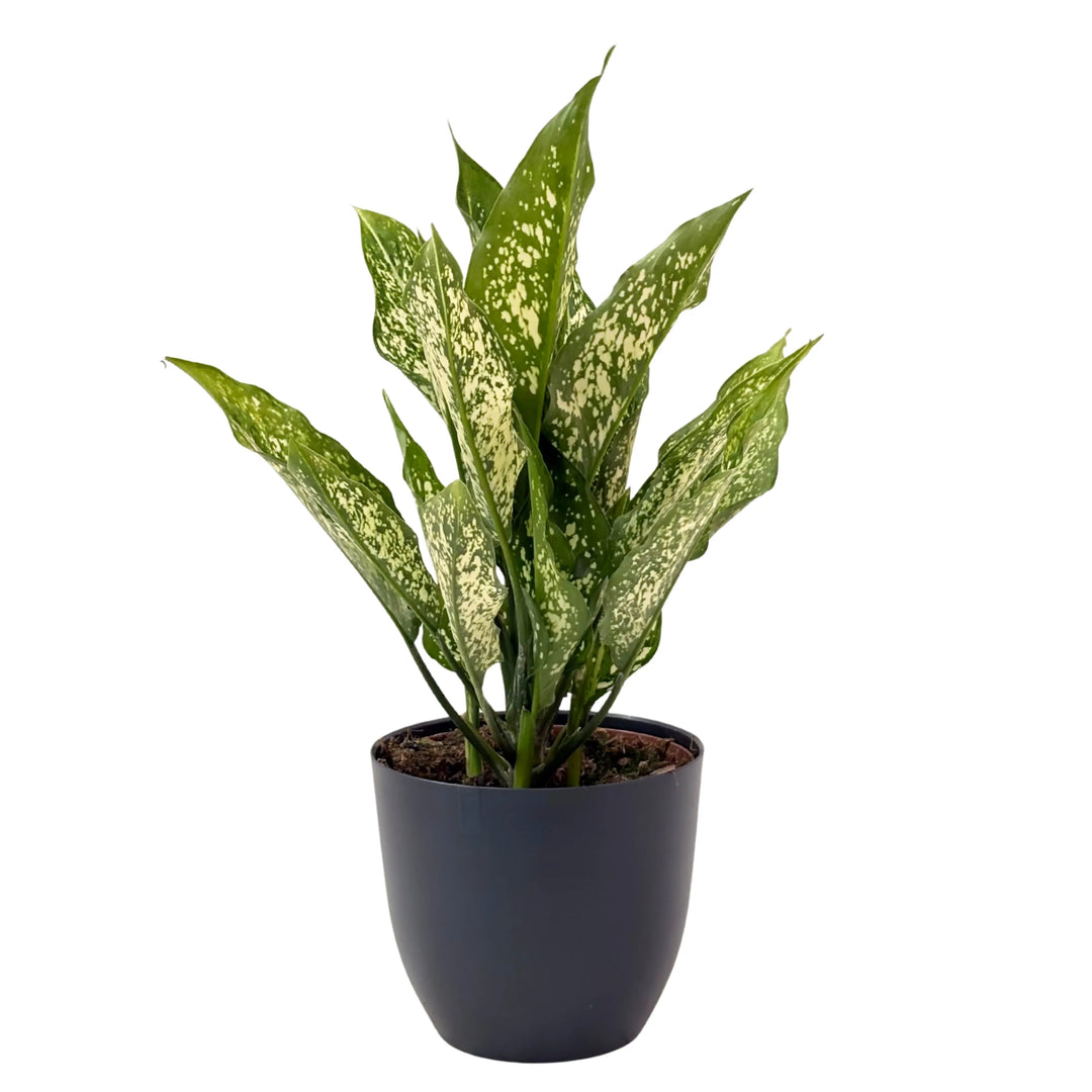Aglaonema First Diamond in vaso antracite, foglie appuntite con screziature chiare, pianta ornamentale da interno.