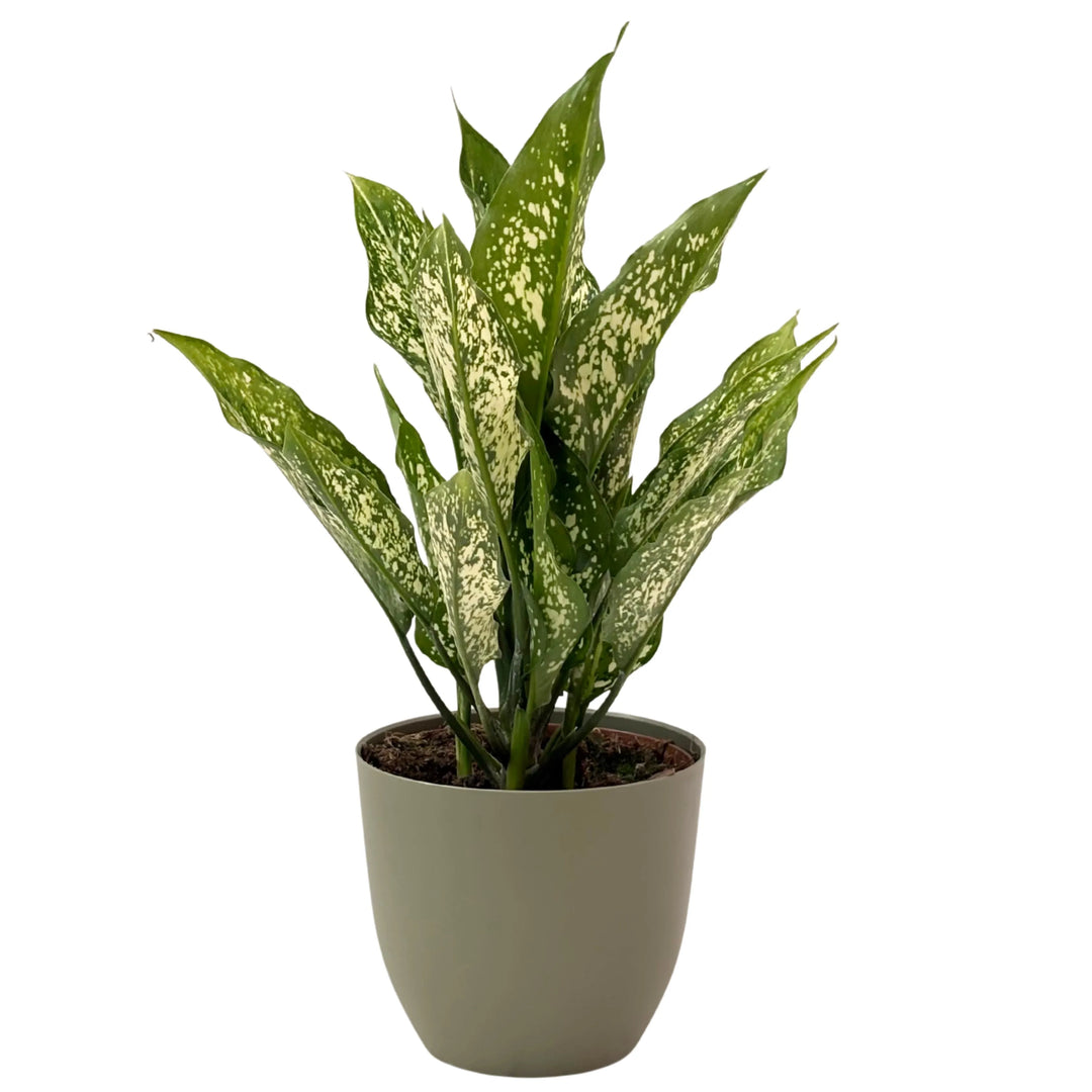 Aglaonema First Diamond in vaso verde rosmarino, pianta da appartamento con foglie decorative bianche e verdi.