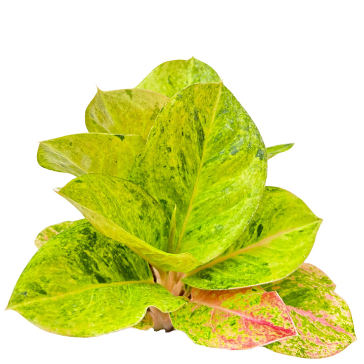 Dettaglio laterale delle foglie dell’Aglaonema First Green, con sfumature verdi brillanti e rosa