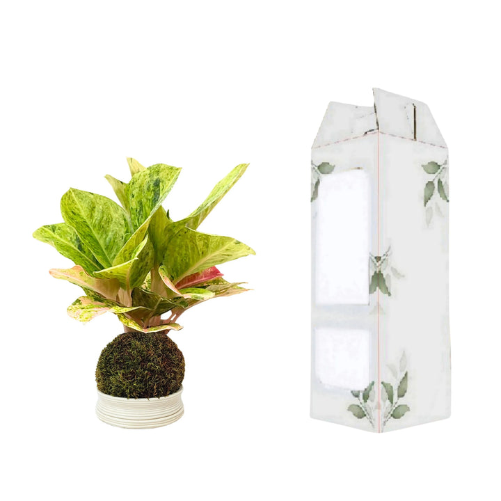 Aglaonema First Green in Kokedama con confezione regalo floreale personalizzata de I Giardini di Giulia