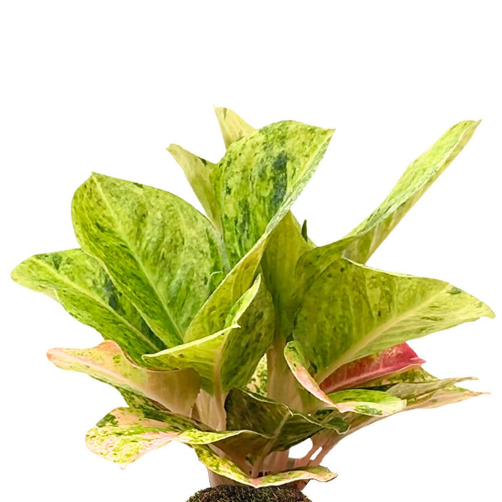 Dettaglio delle foglie di Aglaonema First Green in Kokedama, con variegature verde chiaro e accenti rosa