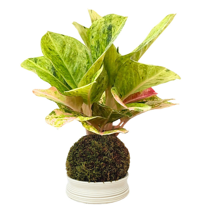 Aglaonema First Green in Kokedama con vaso bianco in ceramica, foglie verdi screziate e sfumature rosa, su sfondo bianco