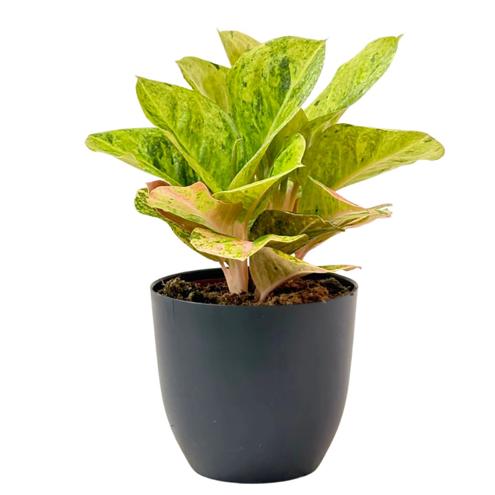 Pianta Aglaonema First Green in vaso antracite, con foglie compatte screziate di verde e rosa