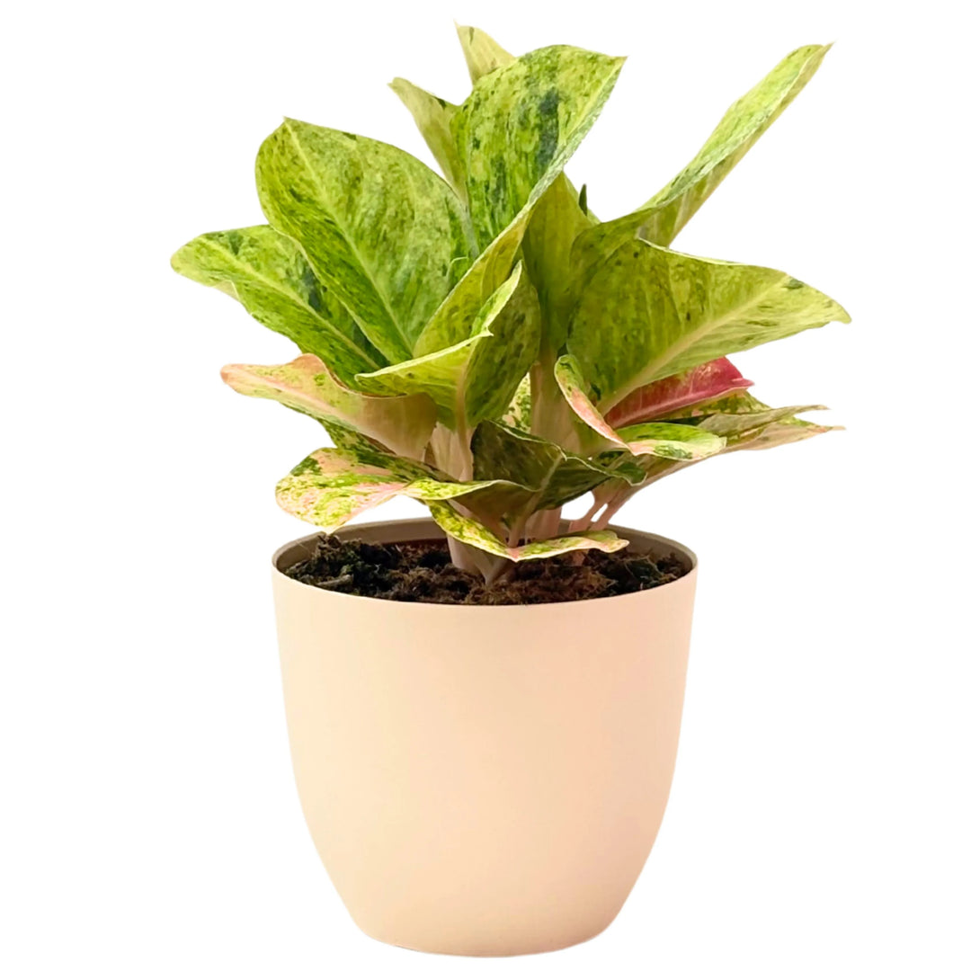 Aglaonema First Green in vaso avorio vista frontale, pianta da interno con foglie variegate verde e rosa