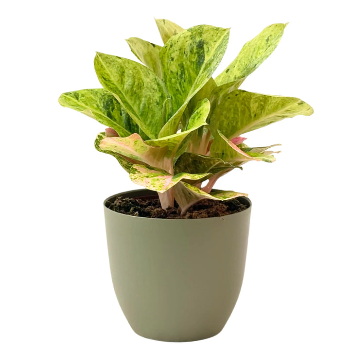 Aglaonema First Green in vaso verde rosmarino, elegante pianta decorativa da interni con foglie variegate
