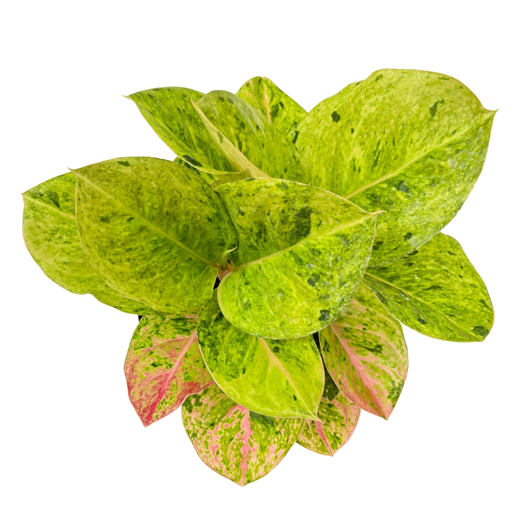 Dettaglio foglie Aglaonema First Green vista dall’alto, con venature verdi e rosa su fondo chiaro