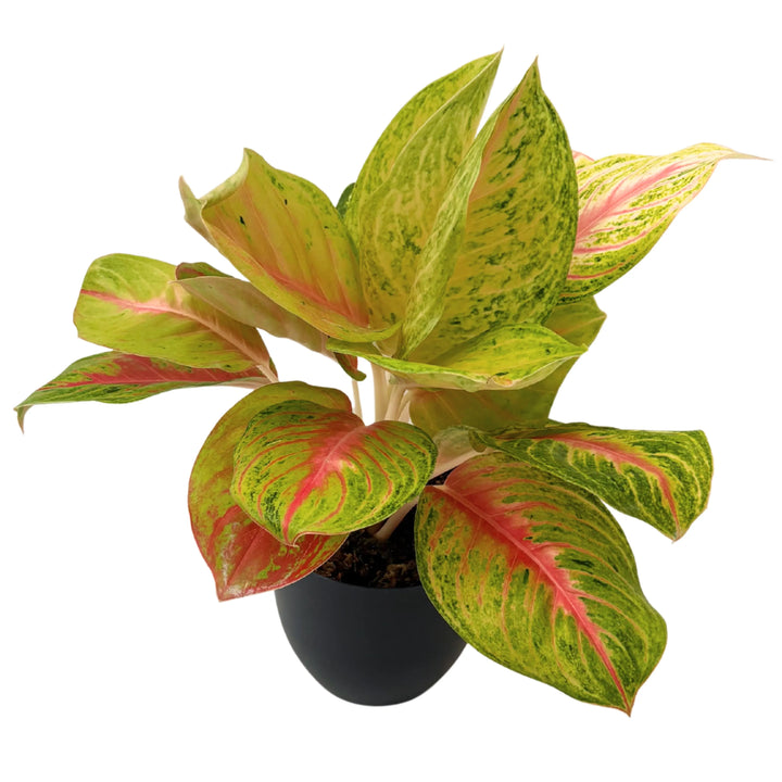 Aglaonema Lemon Lime in vaso nero, pianta da interno con foglie variegate verde chiaro e crema con margini rosa.
