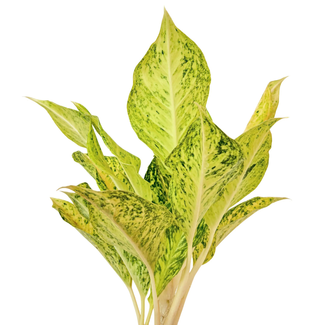 Dettaglio delle foglie della Aglaonema Luck Chan, con tonalità crema e venature verde intenso, perfetta per portare eleganza naturale in casa.