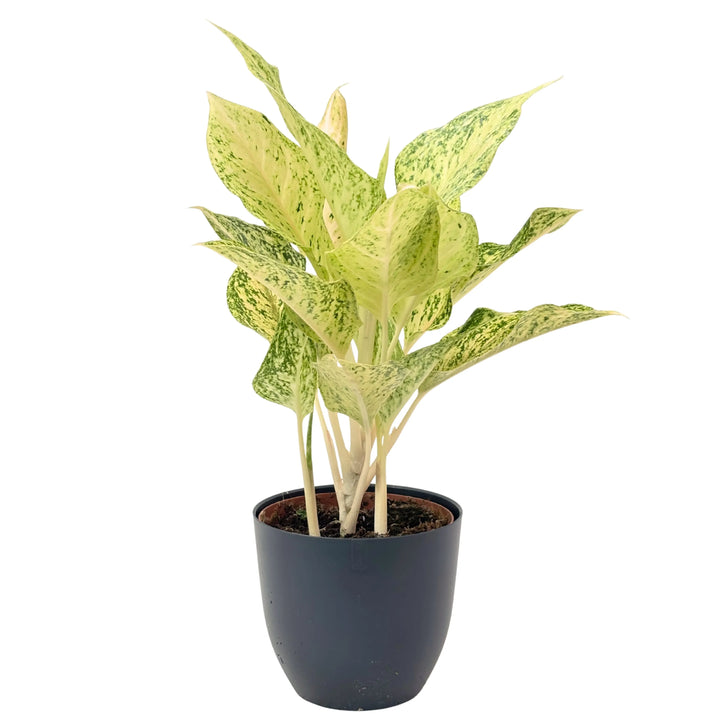 Aglaonema Luck Chan in vaso antracite, pianta da appartamento elegante con foglie chiare e screziature verdi, perfetta per angoli luminosi.