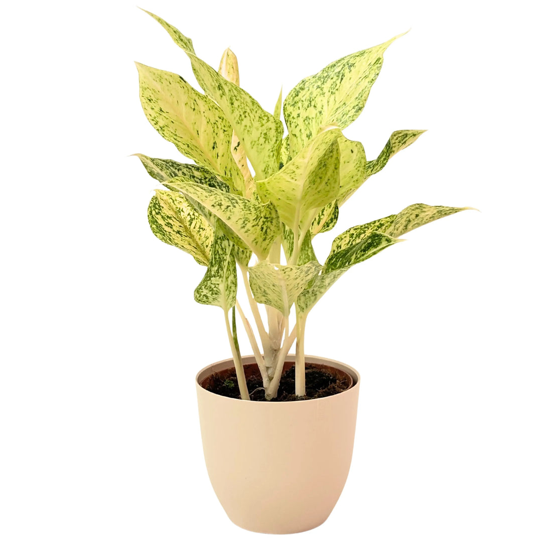 Aglaonema Luck Chan in vaso avorio, pianta ornamentale da interno con foglie variegate verde e crema, ideale per decorare ambienti moderni.