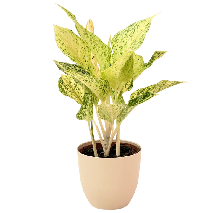 Aglaonema Luck Chan in vaso avorio, pianta ornamentale da interno con foglie variegate verde e crema, ideale per decorare ambienti moderni.