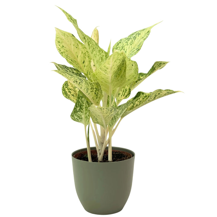 Aglaonema Luck Chan in vaso verde rosmarino, pianta tropicale decorativa dal fogliame variegato, ideale per creare un angolo green indoor.