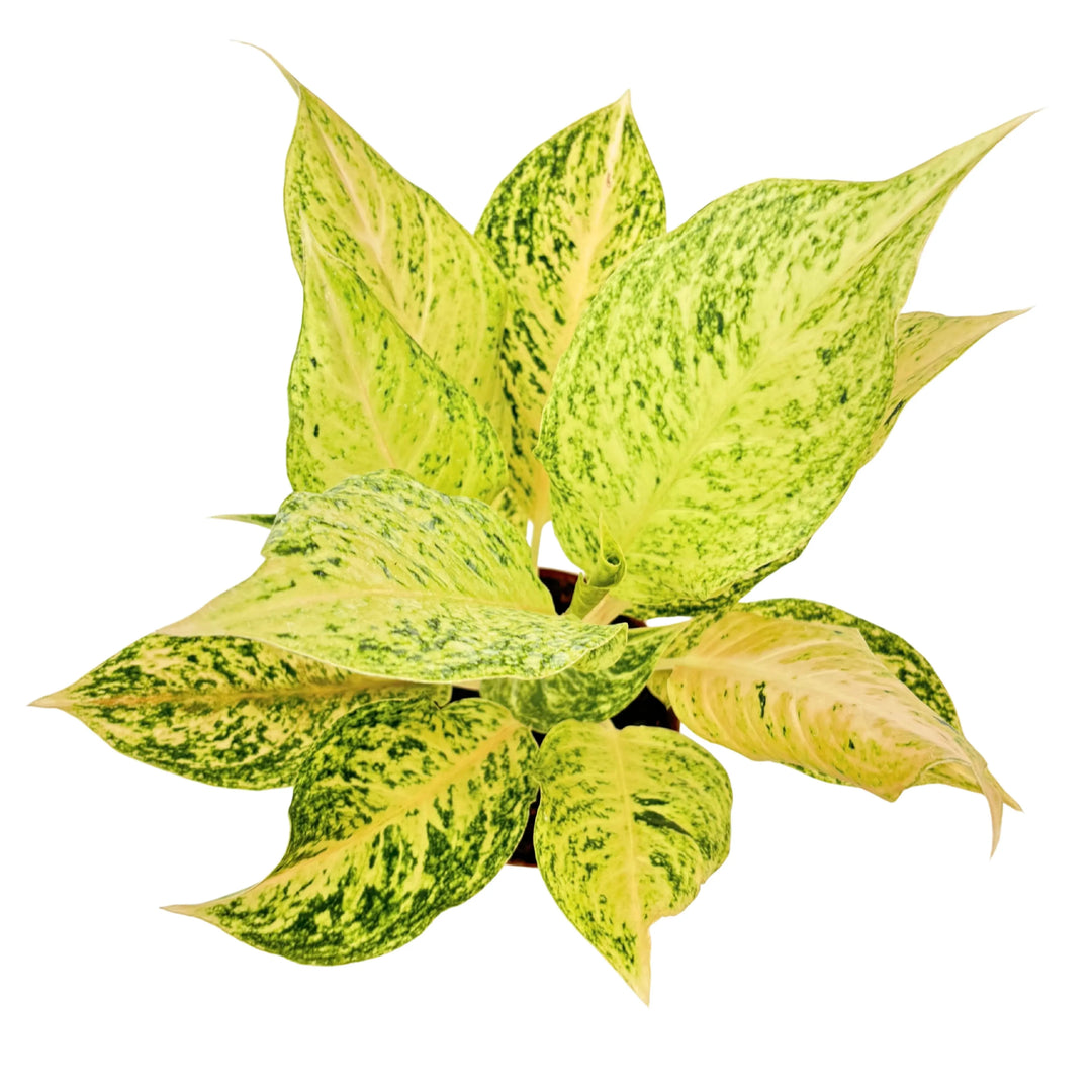 Vista dall’alto dell’Aglaonema Luck Chan in vaso, evidenzia la forma compatta e le foglie variegate decorative, ideale per scrivanie o mensole.