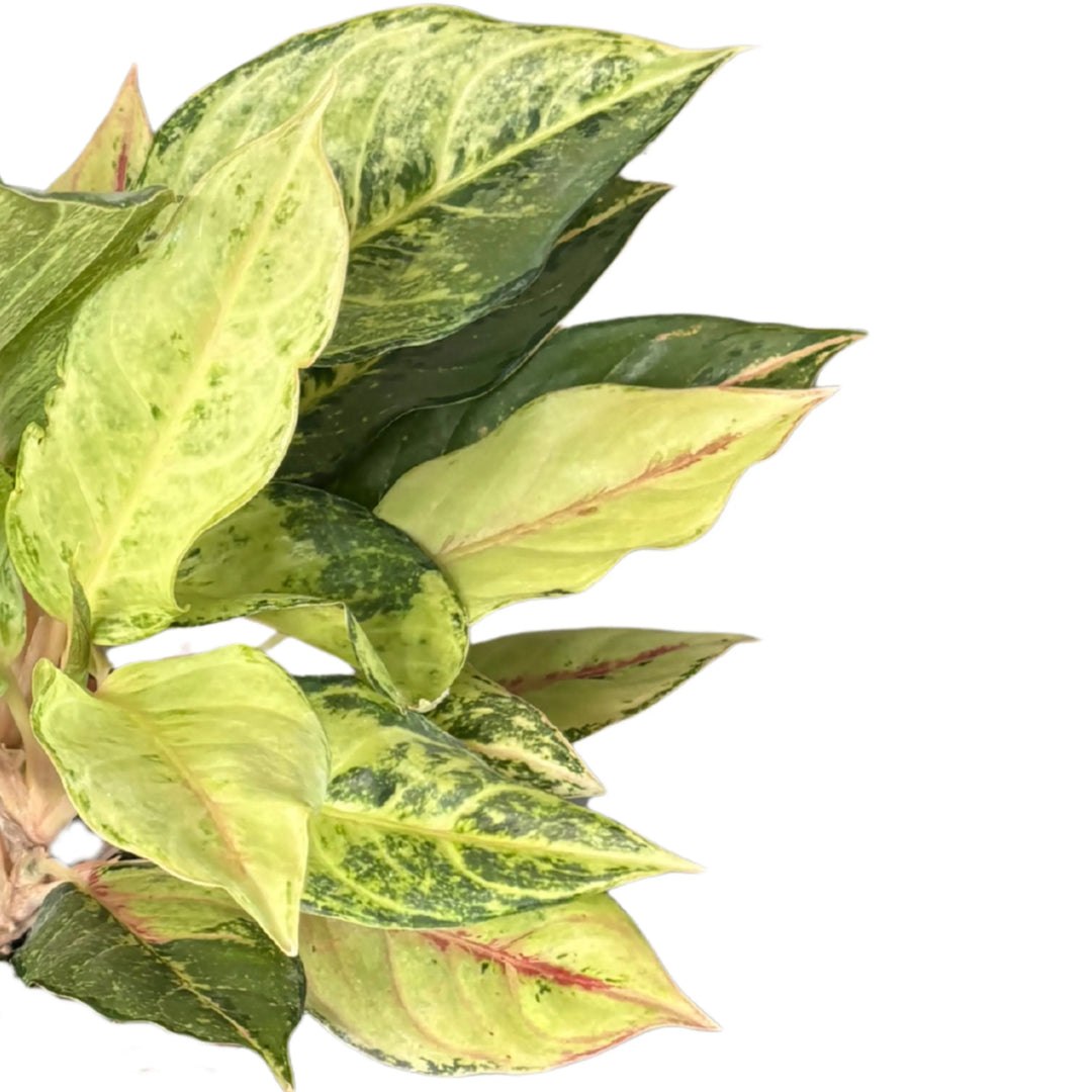 Dettaglio delle foglie dell’Aglaonema Lucky, con venature rosa su base verde variegata
