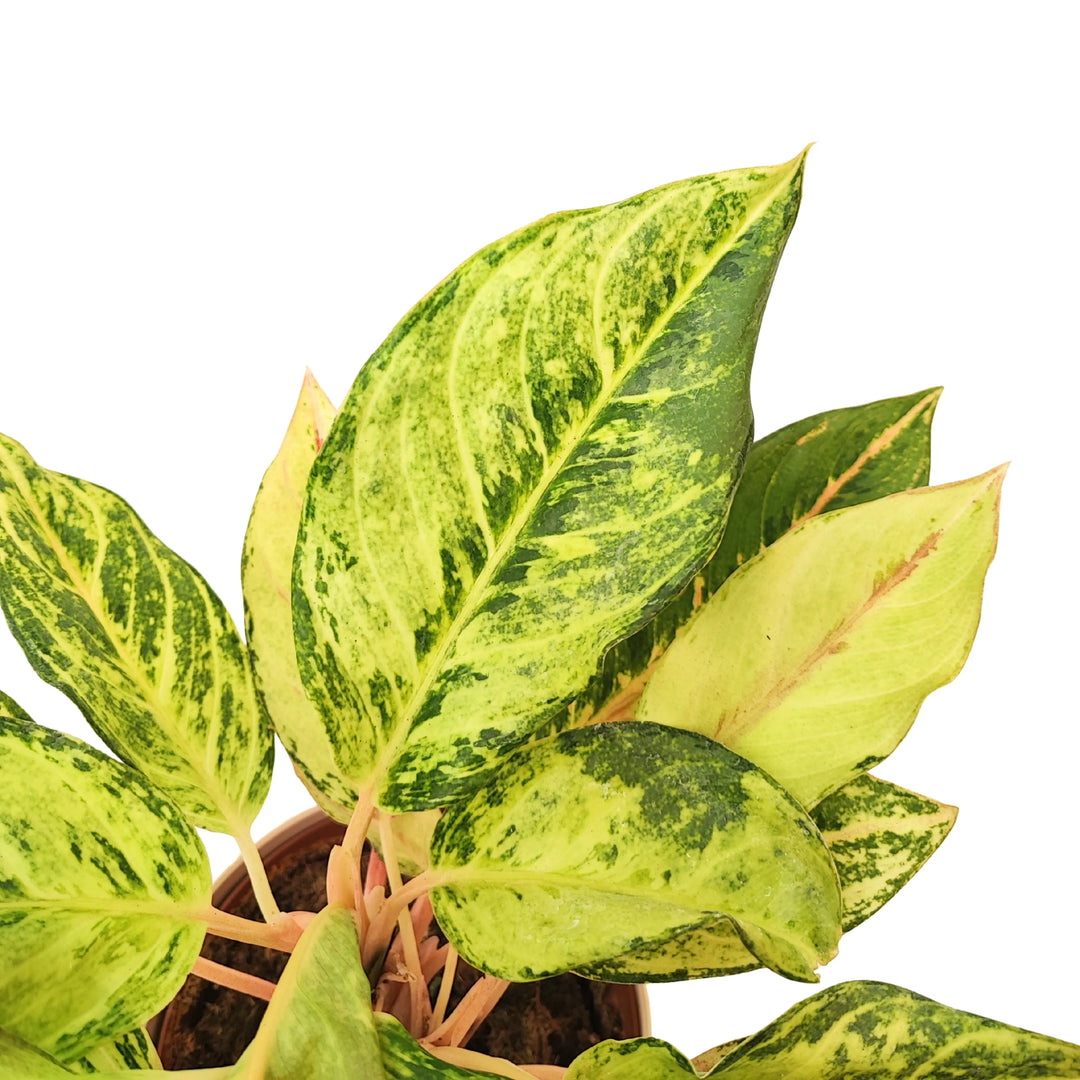Dettaglio delle foglie variegate dell’Aglaonema Lucky, con nervature evidenti e sfumature giallo-verdi.
