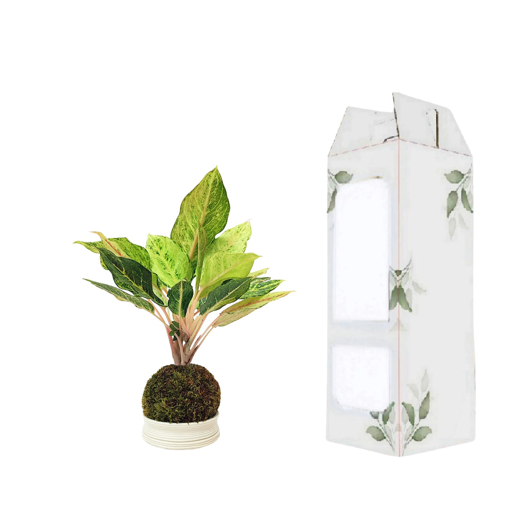 Aglaonema Lucky in Kokedama affiancata al packaging decorativo, ideale come idea regalo green e sostenibile.
