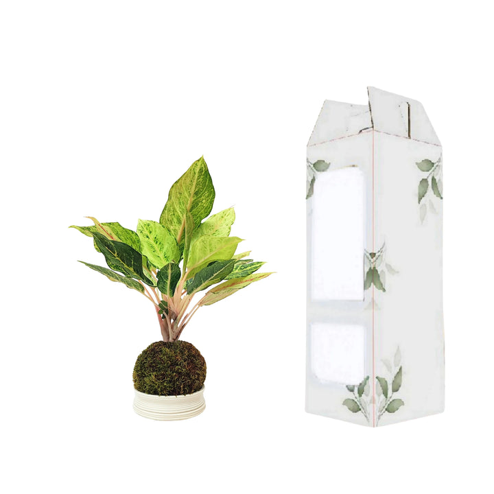 Aglaonema Lucky in Kokedama affiancata al packaging decorativo, ideale come idea regalo green e sostenibile.