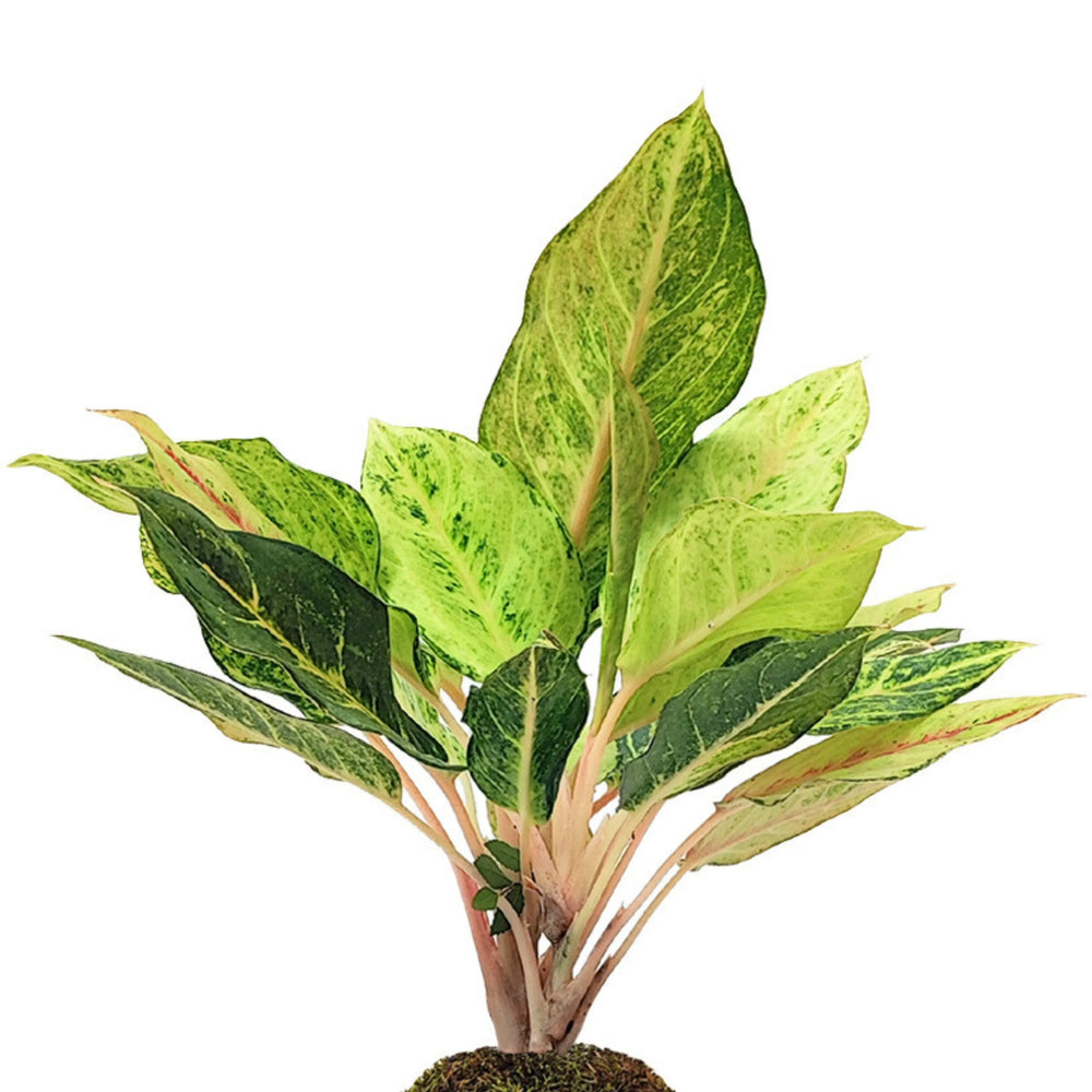 Dettaglio delle foglie variegate di Aglaonema Lucky in Kokedama, tonalità di verde acceso e crema con steli rosa.